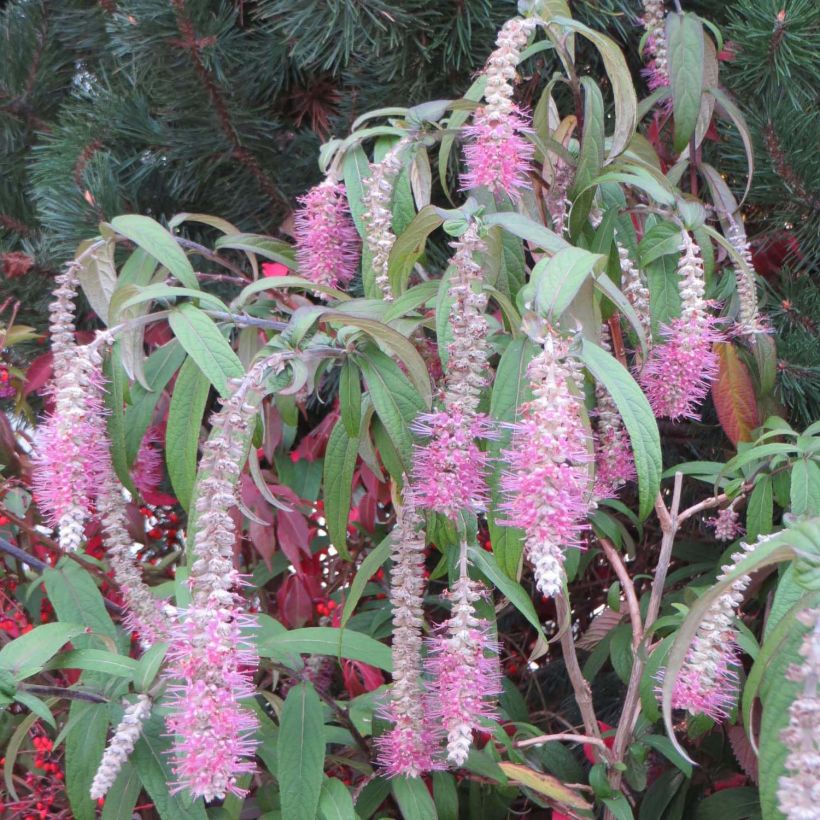 Rostrinucula dependens Happy Cascade - Menthe en arbre (Floraison)