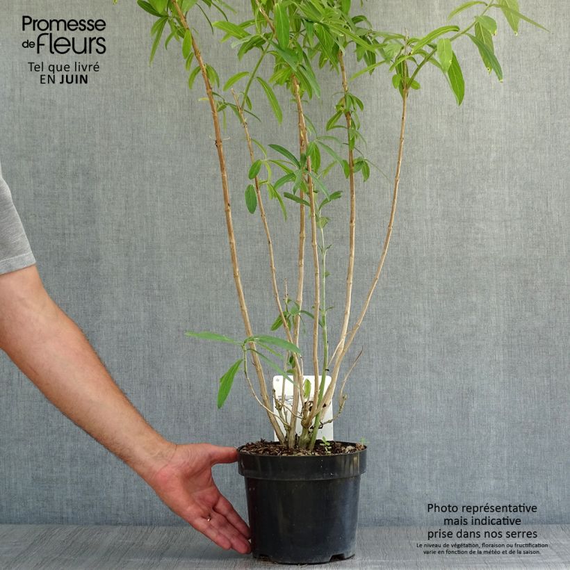 Spécimen de Rostrinucula dependens Happy Cascade - Menthe en arbre Pot de 3L/4L tel que livré en été