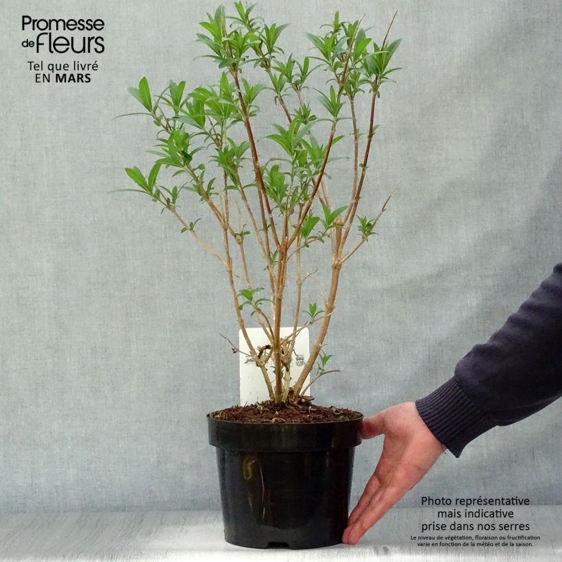 Spécimen de Rostrinucula dependens Happy Cascade - Menthe en arbre tel que livré au printemps