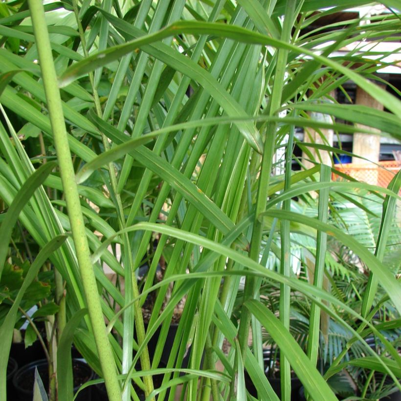 Roystonea regia - Palmier royal de Cuba (Feuillage)