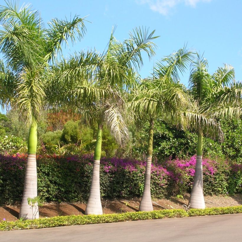 Roystonea regia - Palmier royal de Cuba (Port)