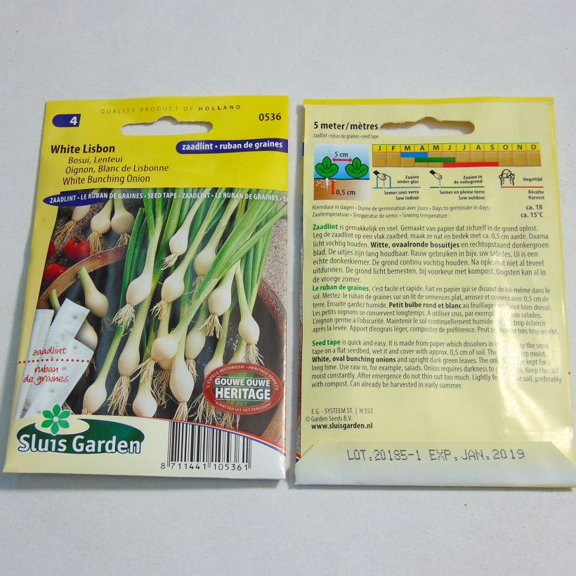 Exemple de spécimen de Ruban 5 m Oignon Blanc de Lisbonne - Allium cepa Graines tel que livré