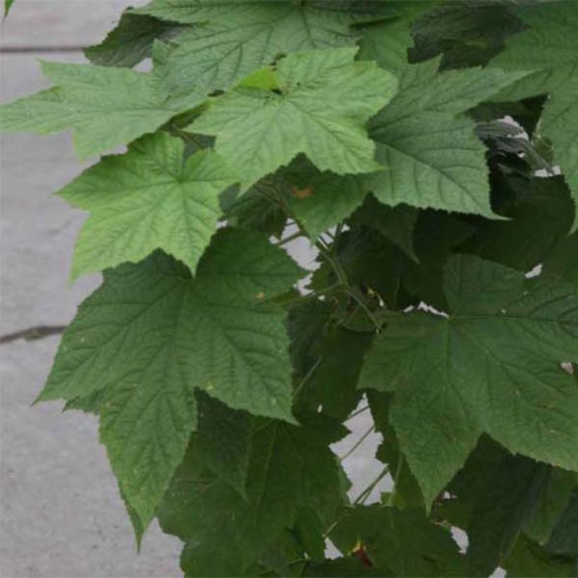 Rubus tridel Benenden - Ronce d'ornement. (Feuillage)