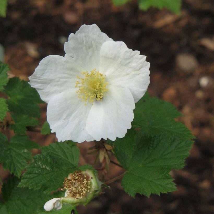 Rubus tridel Benenden - Ronce d'ornement. (Floraison)