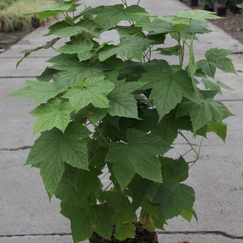 Rubus tridel Benenden - Ronce d'ornement. (Port)