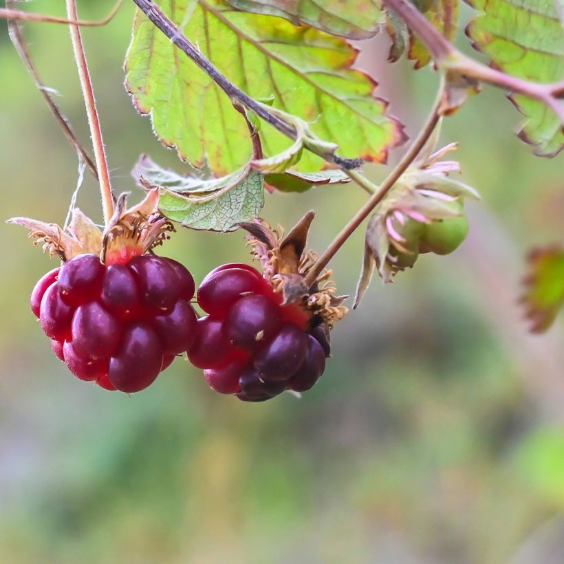 Rubus arcticus Beata - Framboisier de l'arctique (Récolte)