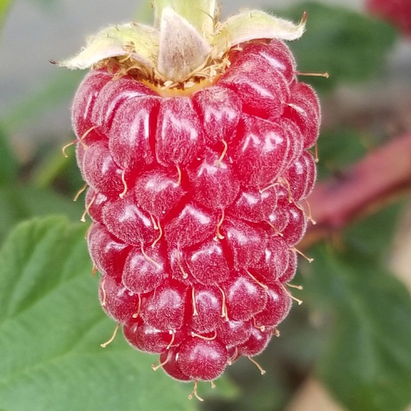 Mûre Medana Tayberry - Mûre-framboise (Récolte)