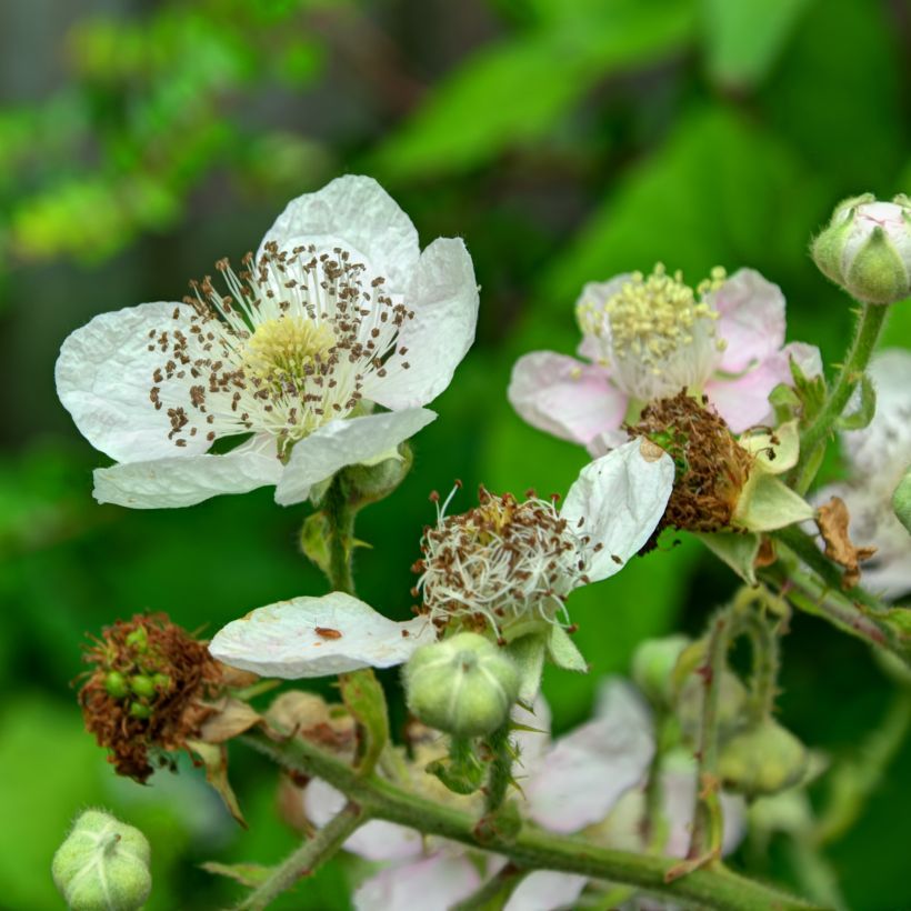 Mûre remontante Reuben (Floraison)