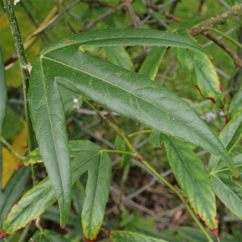 Rubus henryi bambusarum - Ronce de Henry (Feuillage)