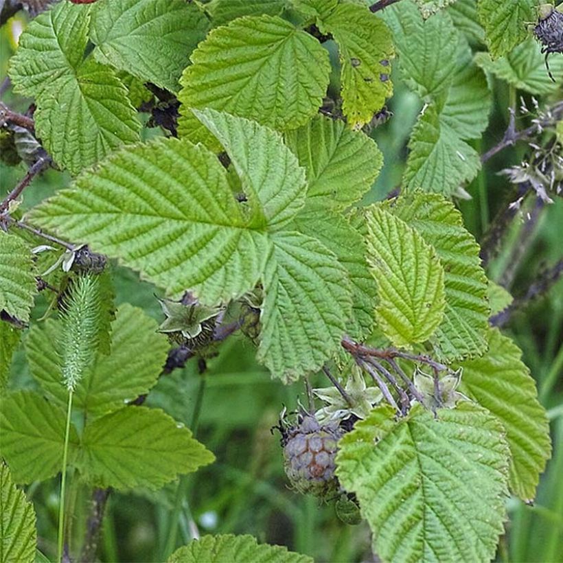 Framboisier Rustica - Rubus idaeus (Feuillage)