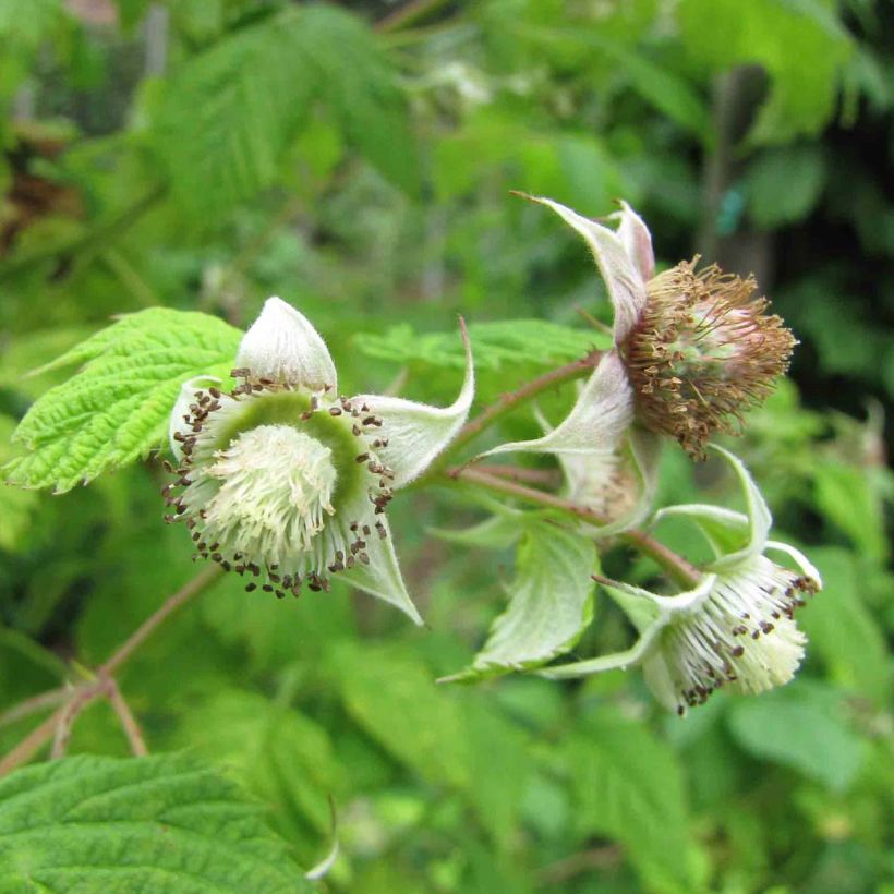 Framboisier Rustica - Rubus idaeus (Floraison)