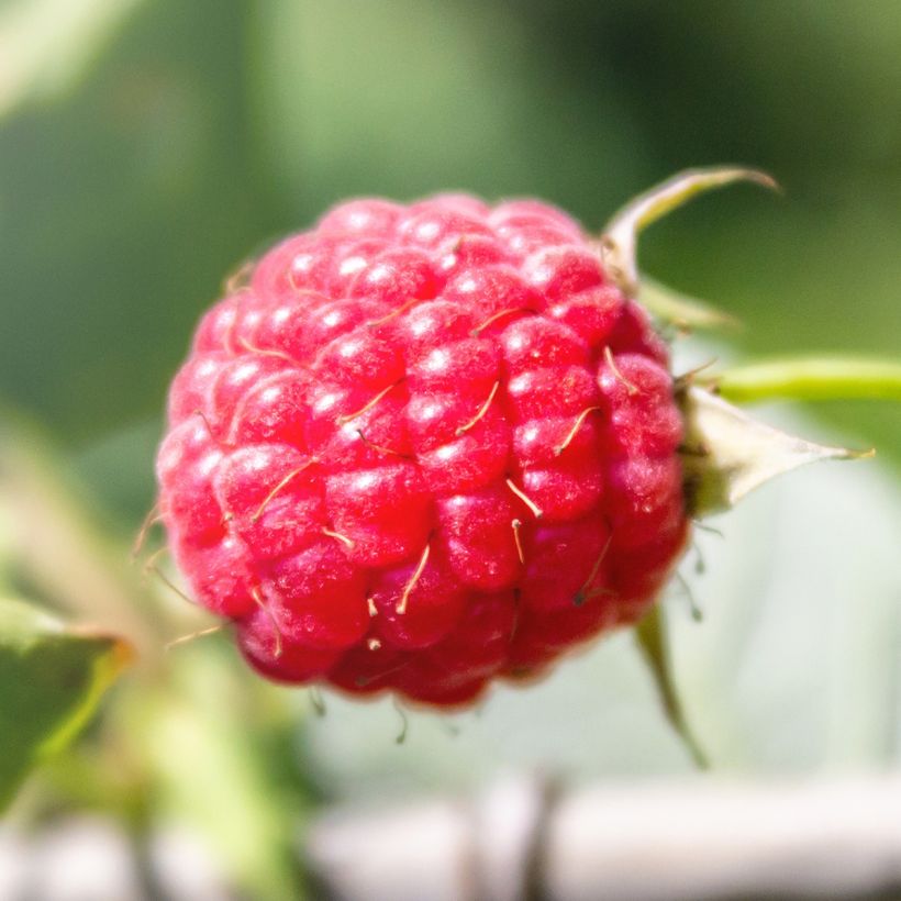 Framboisier Tulameen - Rubus idaeus (Récolte)