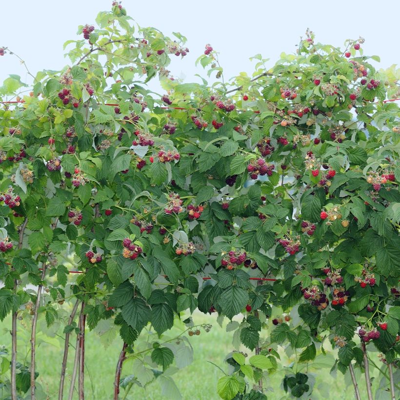 Framboisier Tulameen - Rubus idaeus (Port)