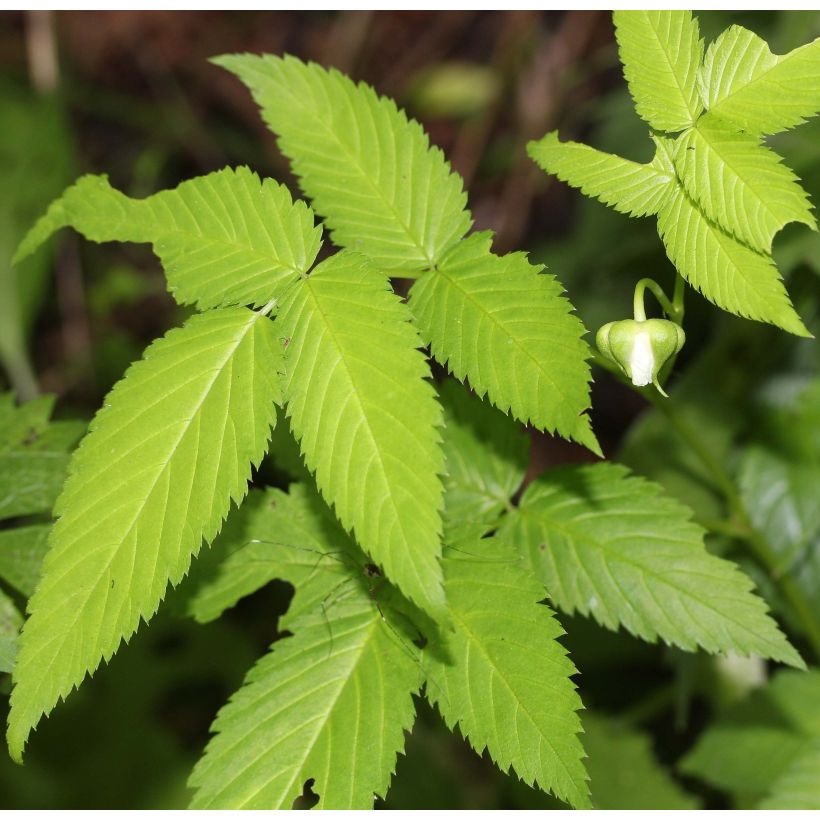 Rubus illecebrosus - Framboisier fraise japonais (Feuillage)