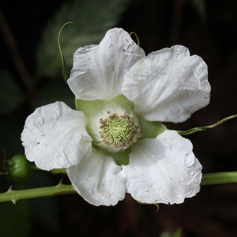 Rubus illecebrosus - Framboisier fraise japonais (Floraison)