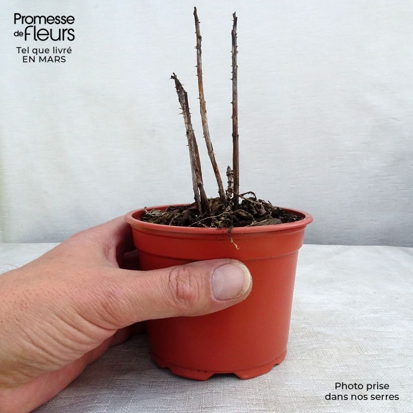 Spécimen de Rubus illecebrosus - Framboisier fraise japonais Godet de 8/9 cm tel que livré au printemps