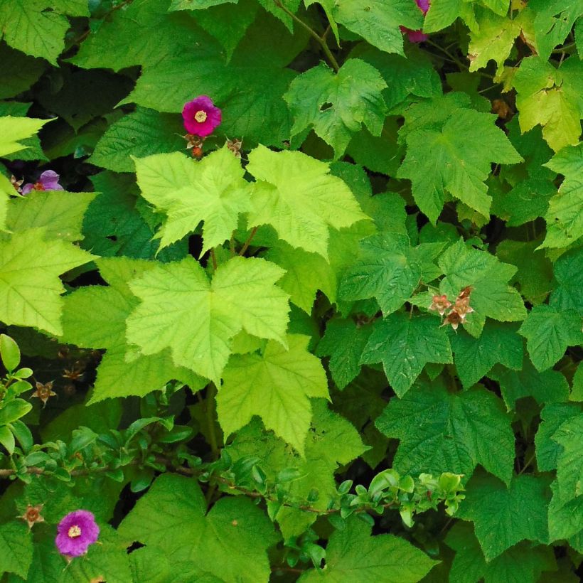 Rubus odoratus - Ronce d'ornement (Feuillage)