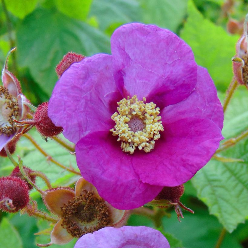 Rubus odoratus - Ronce d'ornement (Floraison)
