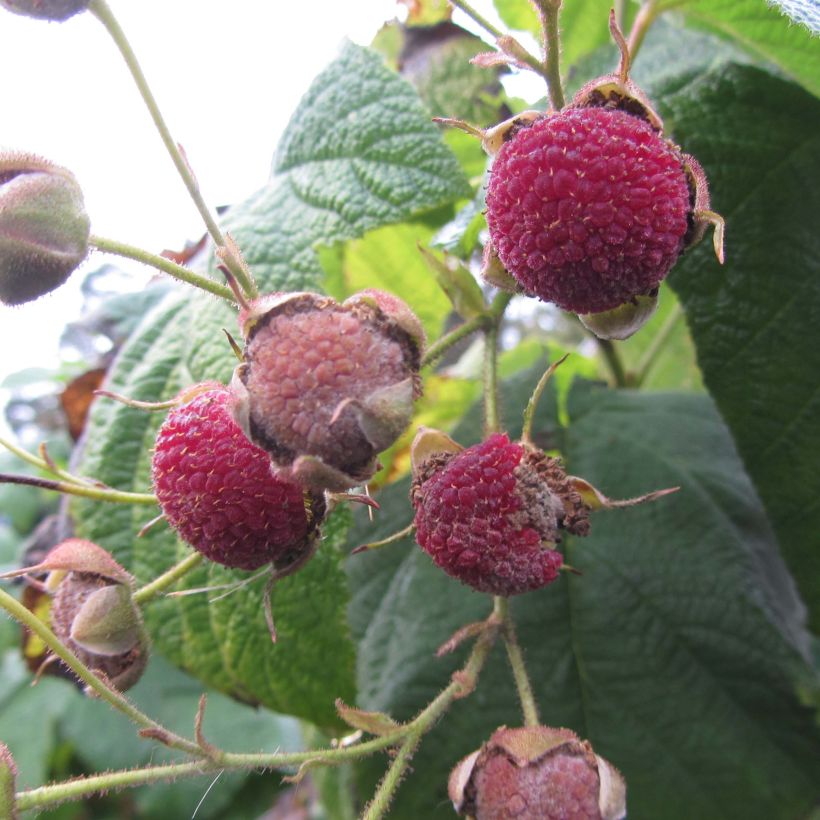 Rubus odoratus - Ronce d'ornement (Récolte)