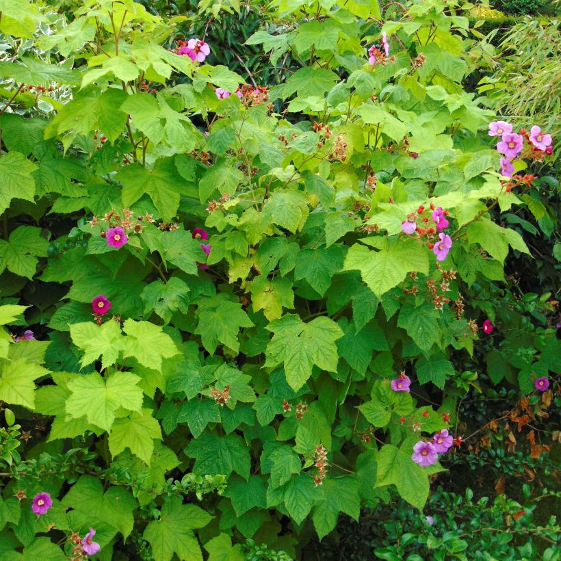 Rubus odoratus - Ronce d'ornement (Port)