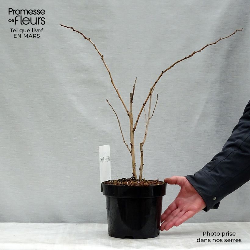 Spécimen de Rubus odoratus - Ronce d'ornement Pot de 3L/4L tel que livré au printemps