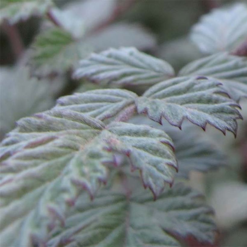 Rubus thibetanus Silver Fern - Ronce d'ornement (Feuillage)