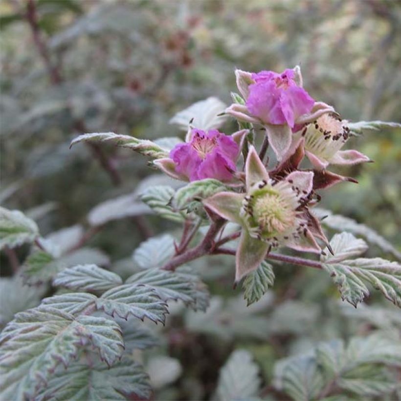 Rubus thibetanus Silver Fern - Ronce d'ornement (Floraison)