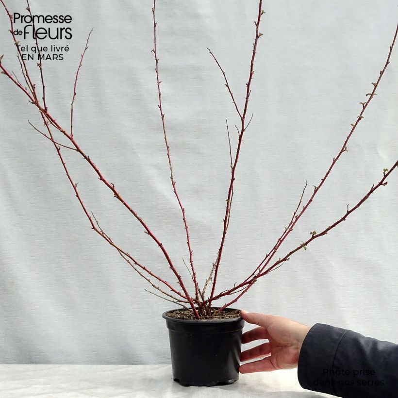 Spécimen de Rubus thibetanus Silver Fern - Ronce d'ornement Pot de 3L/4L tel que livré au printemps
