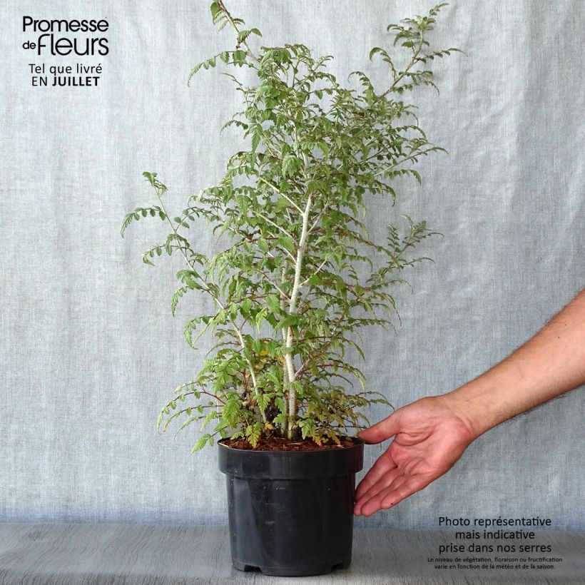 Spécimen de Rubus thibetanus Silver Fern - Ronce d'ornement Pot de 3L/4L tel que livré en été