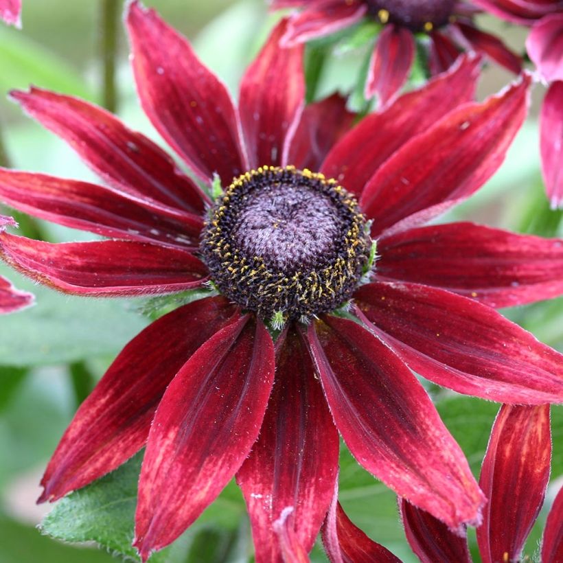 Rudbeckia annuel Cherry Brandy Mini-mottes (Floraison)