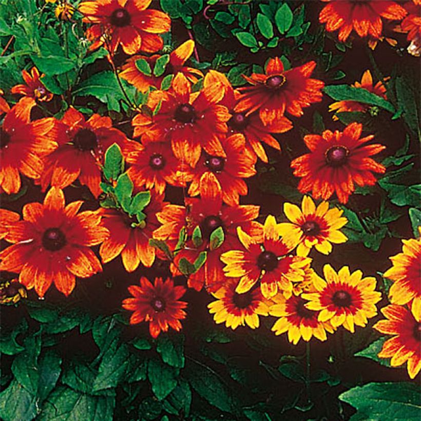 Rudbeckia annuel Autumn Colors (Floraison)