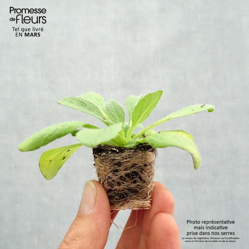 Spécimen de Rudbeckia annuel Goldilocks Mini-motte 3,5 cm tel que livré au printemps