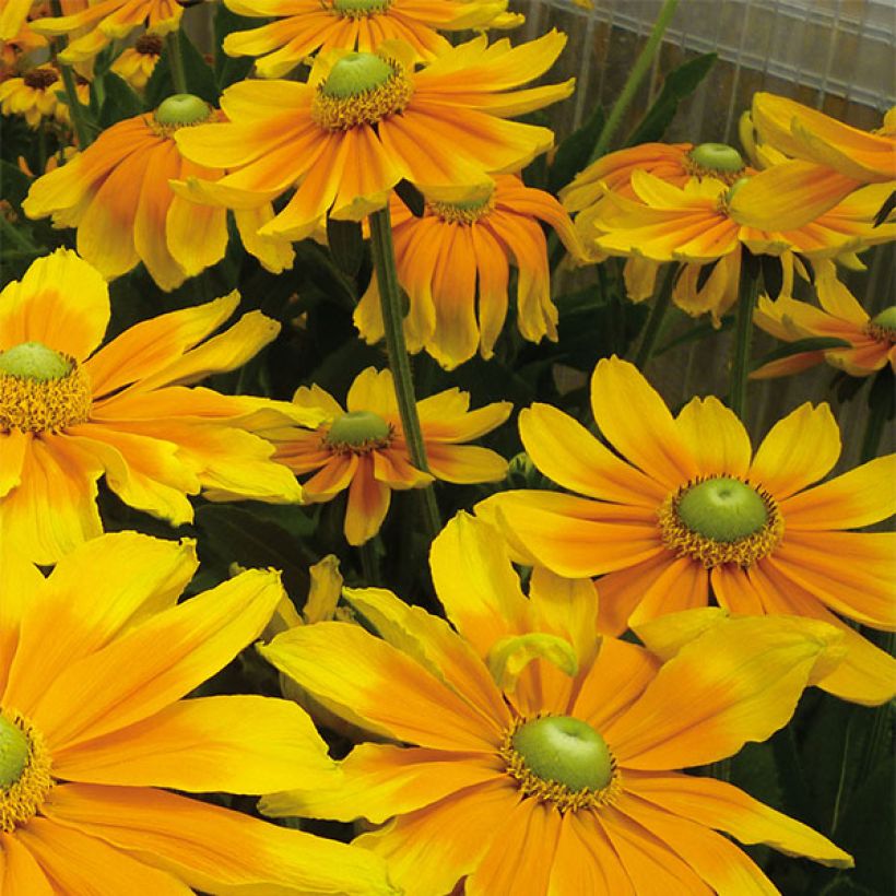 Rudbeckia annuel Prairie Sun (Floraison)