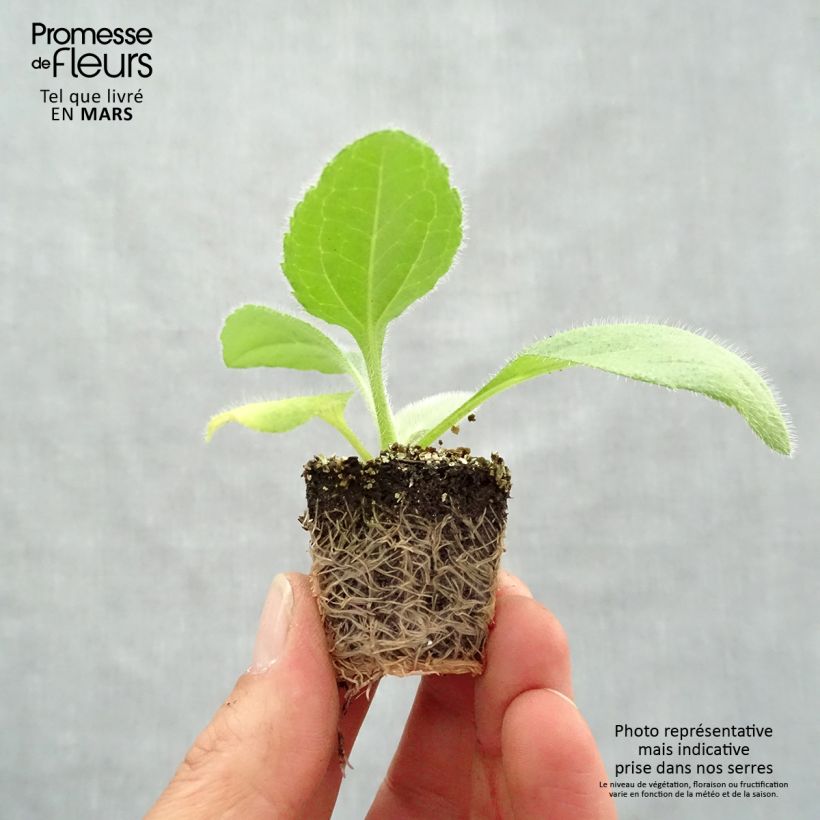 Spécimen de Rudbeckia annuel Prairie Sun en plaque de 16 plants tel que livré au printemps
