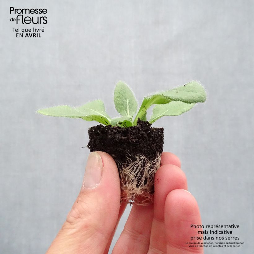 Spécimen de Rudbeckia annuel Sunbeckia Luna - minimotte tel que livré au printemps