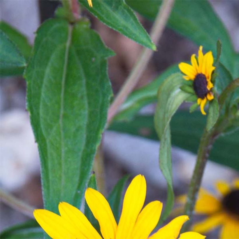 Rudbeckia fulgida Early Bird Gold (Feuillage)