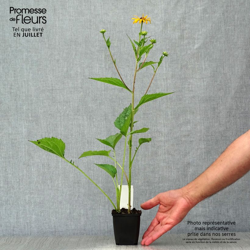 Spécimen de Rudbeckia fulgida Early Bird Gold Godet de 8/9 cm tel que livré en été