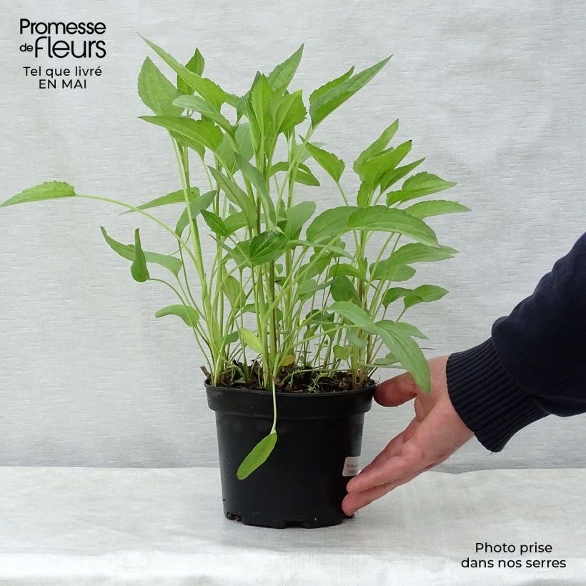 Spécimen de Rudbeckia fulgida Goldsturm - Soleil vivace d'automne en pot de 2/3 litres tel que livré au printemps