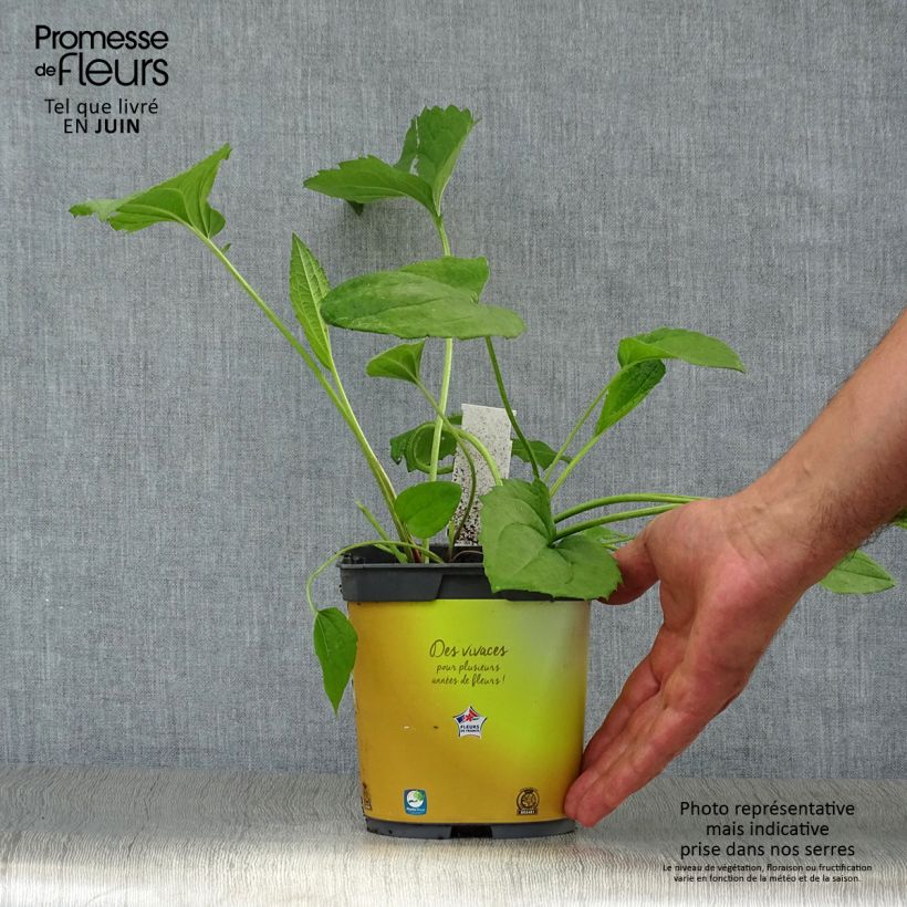 Spécimen de Rudbeckia fulgida Goldsturm - Soleil vivace d'automne Pot de 2L/3L tel que livré en été