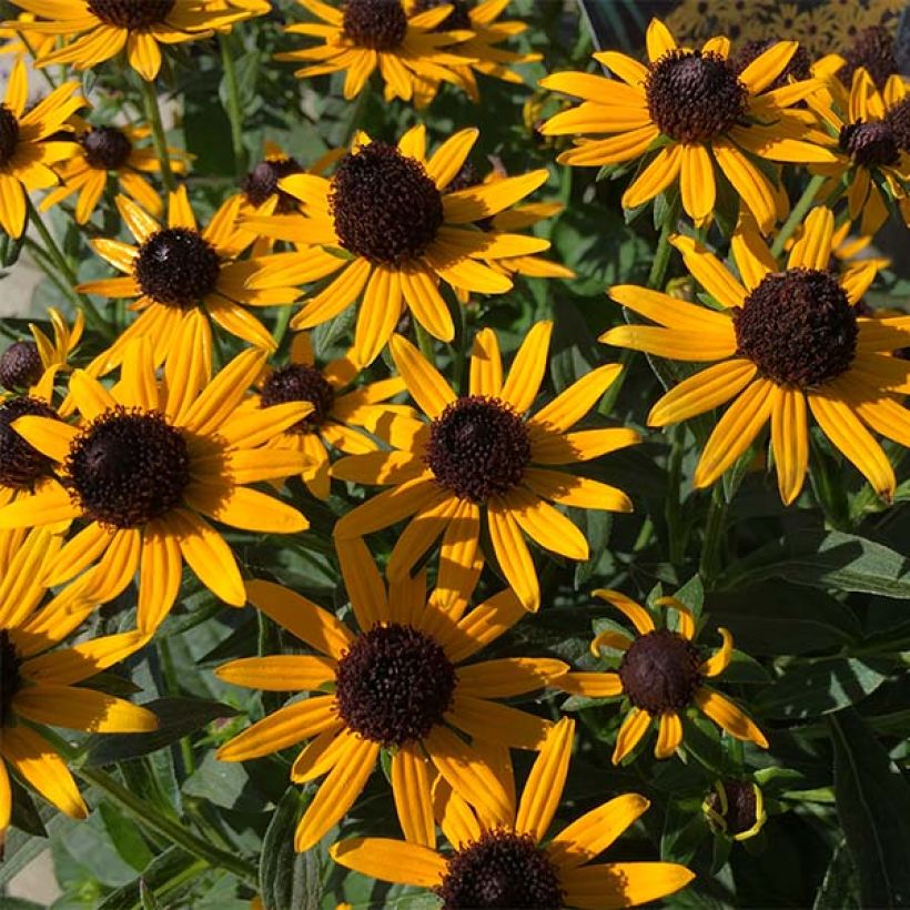 Rudbeckia fulgida Little Goldstar (Floraison)