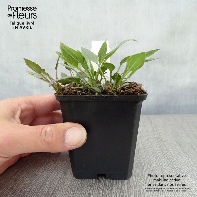 Spécimen de Rudbeckia fulgida Little Goldstar Godet de 9cm tel que livré au printemps