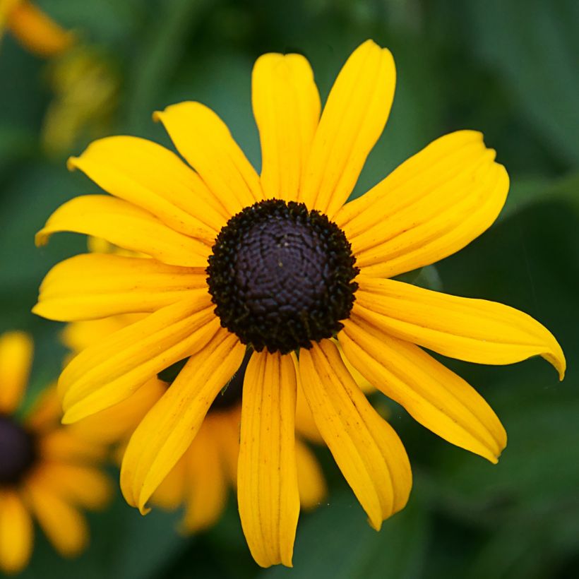 Rudbeckia fulgida Pot of Gold - Rudbéckie compacte (Floraison)