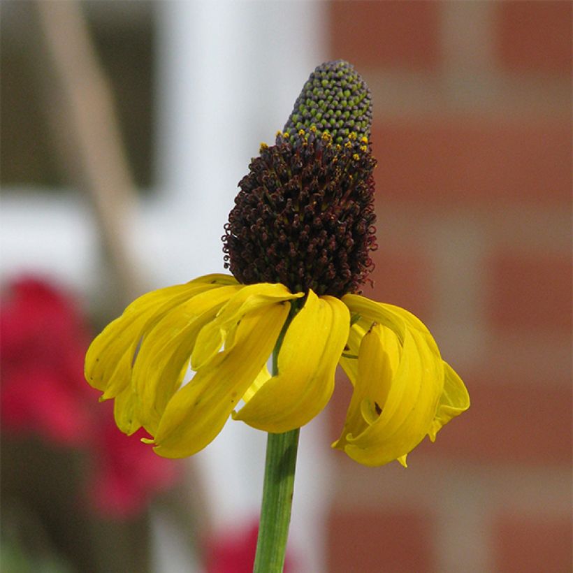 Rudbeckia maxima (Floraison)