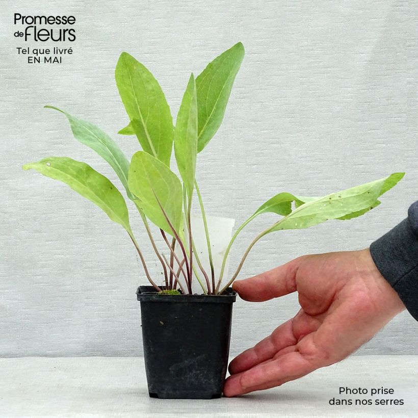 Spécimen de Rudbeckia maxima  tel que livré au printemps