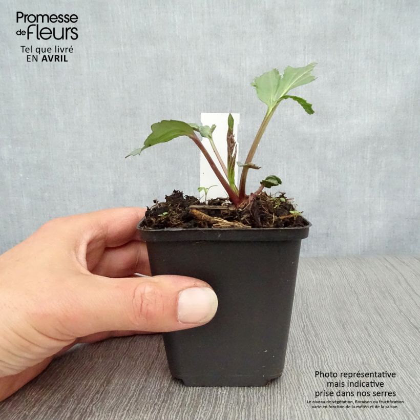 Spécimen de Rudbeckia nitida Herbstsonne - Soleil vivace d'automne Godet de 9cm tel que livré au printemps