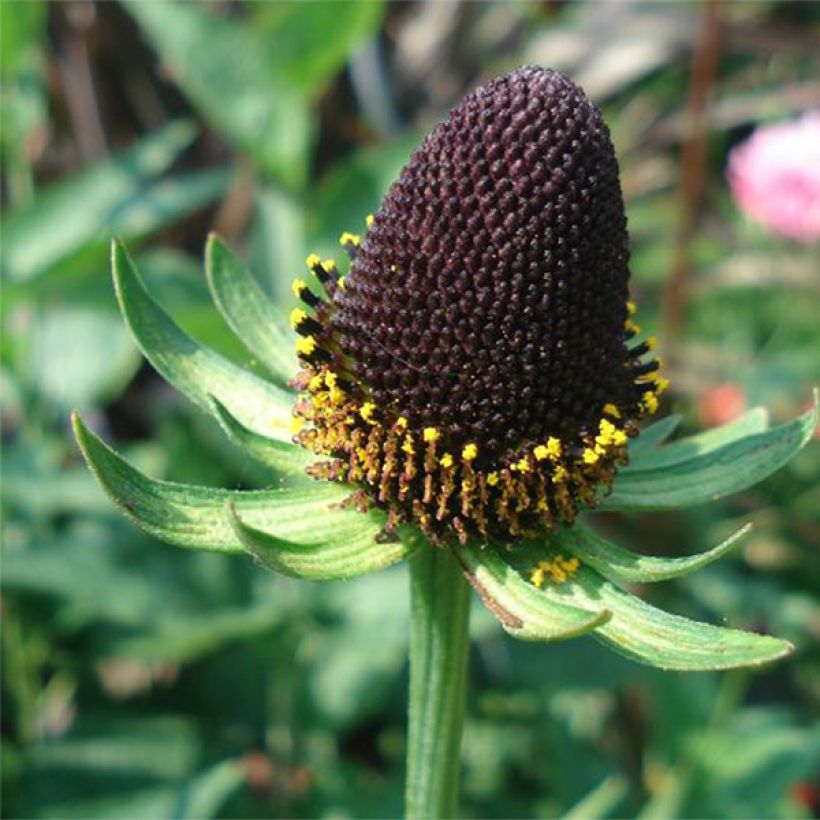 Rudbeckia occidentalis Green Wizard (Floraison)