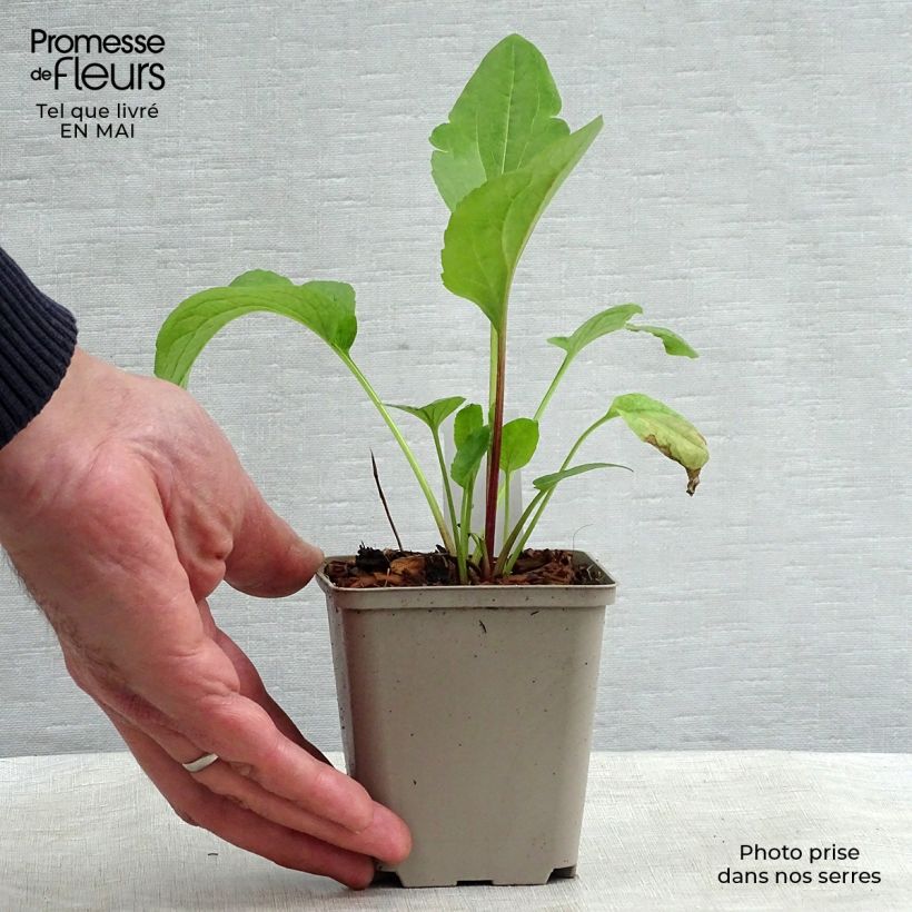 Spécimen de Rudbeckia occidentalis Green Wizard Godet de 9cm tel que livré au printemps