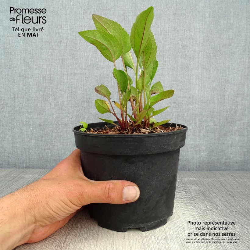Spécimen de Rudbeckia occidentalis Green Wizard  en pot de 2L3L tel que livré au printemps