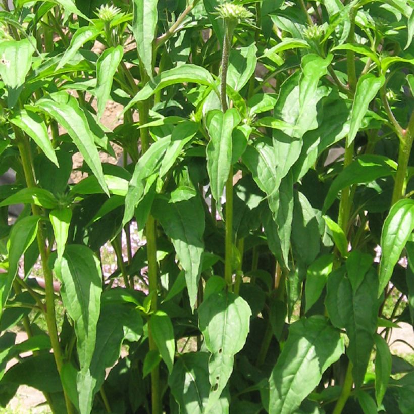 Echinacea Tomato Soup - Echinacée (Feuillage)