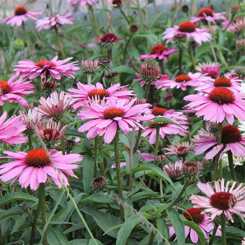 Echinacea purpurea Magnus - Echinacée (Floraison)